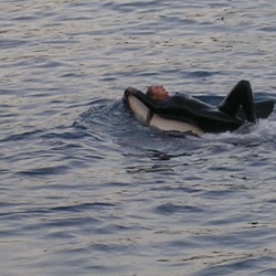 35 - Marineland - 27 Novembre 2006