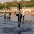 Marineland Antibes - 018