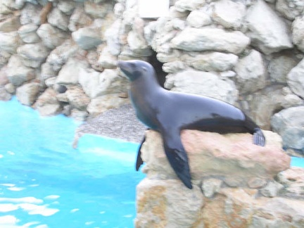 Marineland Antibes - 001