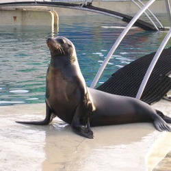 Marineland - Otaries - Autres