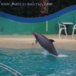 Marineland - Dauphins - Sharky