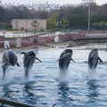 Marineland Antibes - 004