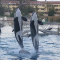 Marineland Antibes - 005