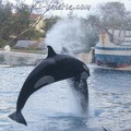 Marineland Antibes - 007