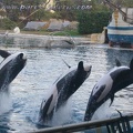 Marineland Antibes - 011