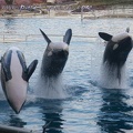 Marineland Antibes - 012