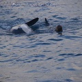 Marineland Antibes - 021