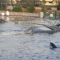 Marineland Antibes - 022