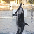 Marineland Antibes - 025