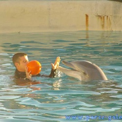 Marineland - Dauphins - Apprentissage