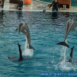 37 - Marineland - 10 decembre 2006