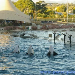 Marineland - Orques - Spectacle 15h00