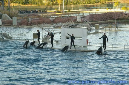 Marineland Antibes - 003