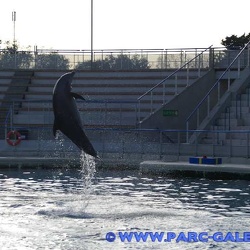 Marineland - Dauphins - Spectacle 14h15