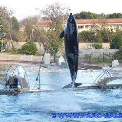 Marineland - Orques - Spectacle 15h00
