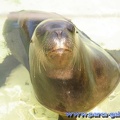 Marineland Antibes - 003