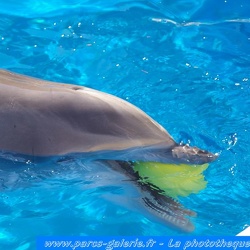 Marineland - Dauphins - Apprentissage