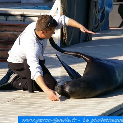 Marineland - Otaries - Apprentissage