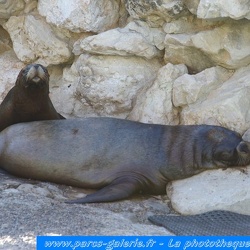 Marineland - Otaries - Patagonie