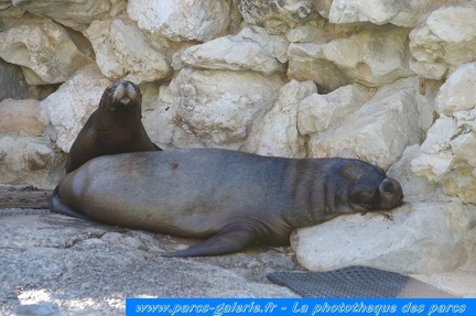 Marineland Antibes - 001