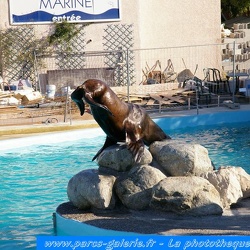 Marineland - Otaries - Steller