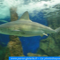 Marineland - Requins