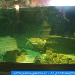 Marineland - Tortues