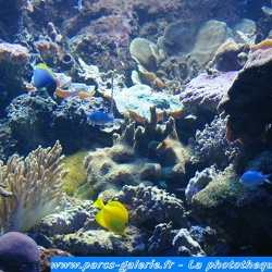 Marineland - Aquariums