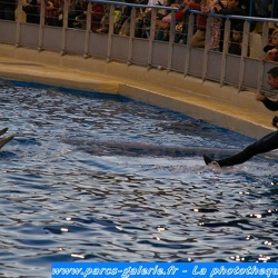 Marineland - Spectacle dauphins