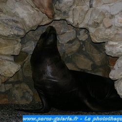 Marineland - Otaries - Autres photos