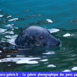08  -Marineland - 25 Novembre 2007