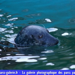 Marineland - Phoques