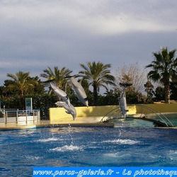 10 - Marineland - 09 Decembre 2007