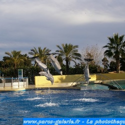 Marineland - Dauphins - Reverences