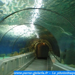 Marineland - Tunnel aux requins