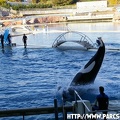 Marineland - 016