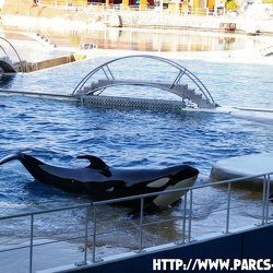 Marineland - Orques - Spectacle 15h15