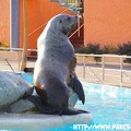 Marineland - 006