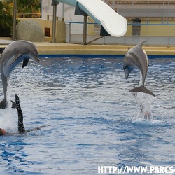 Marineland - Dauphins - Spectacle - 17h00