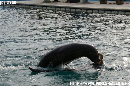 marineland - 09 Mars 2008 - 178