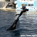 Marineland - 024