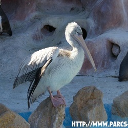 Marineland - Pelicans
