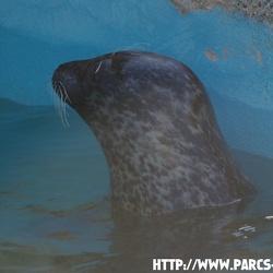 Marineland - Phoques veau marin