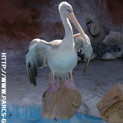 Marineland - pelicans