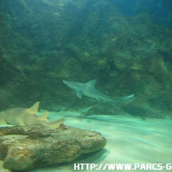 Marineland - tunnel a requins