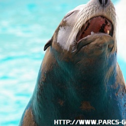 Marineland - Otaries - Portraits