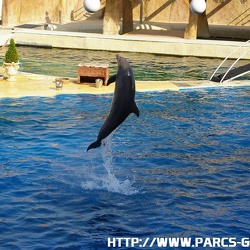 Marineland - Dauphins - Spectacle jour