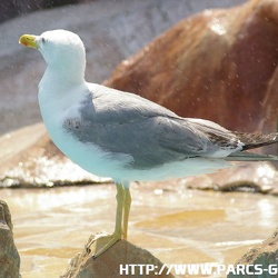 Marineland - Goelands