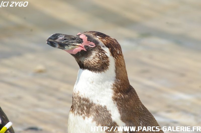 Marineland_-_002.jpg