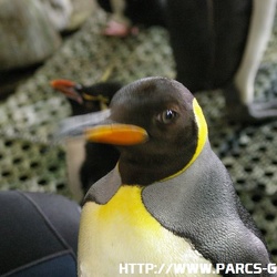 Marineland - Manchots - Royaux et Gorfou